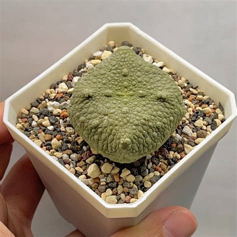 四方凝蹄玉|四方凝蹄玉Pseudolithos cubiformis